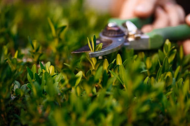 Grundstückspflege Berlin